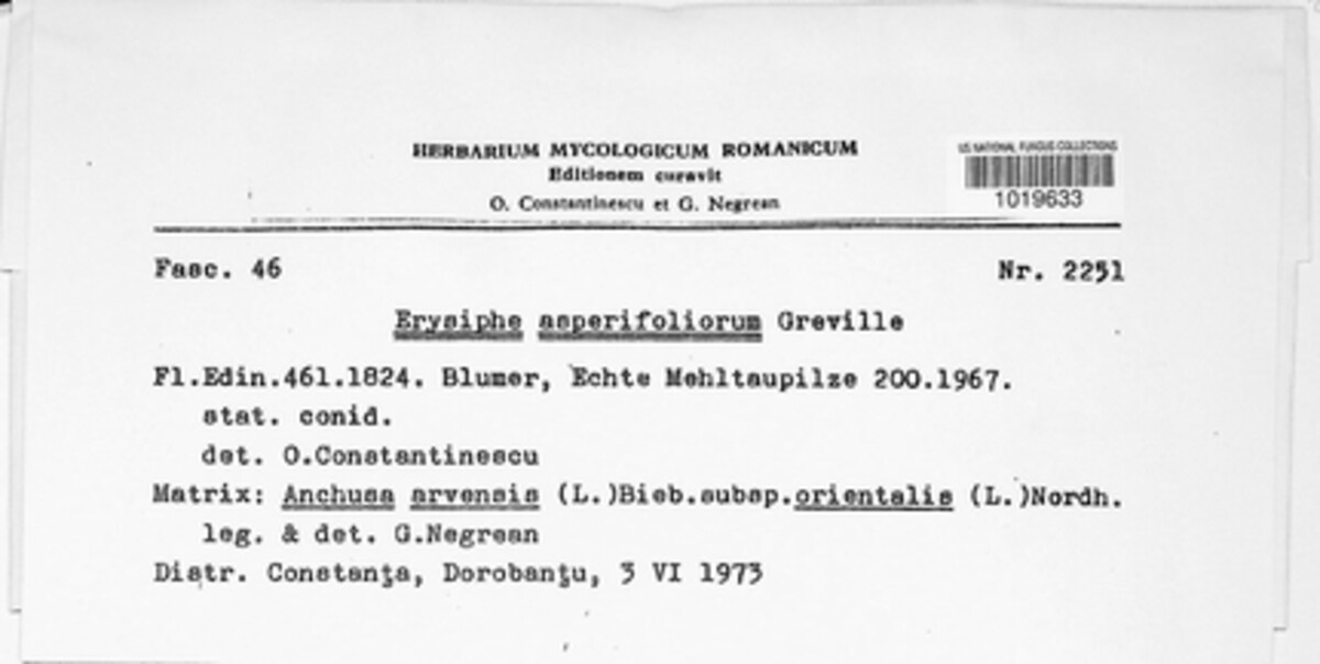 Golovinomyces asperifoliorum image